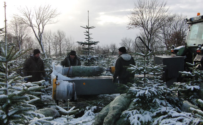 Ernte von Weihnachtsbäume